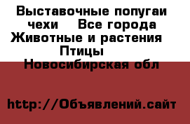 Выставочные попугаи чехи  - Все города Животные и растения » Птицы   . Новосибирская обл.